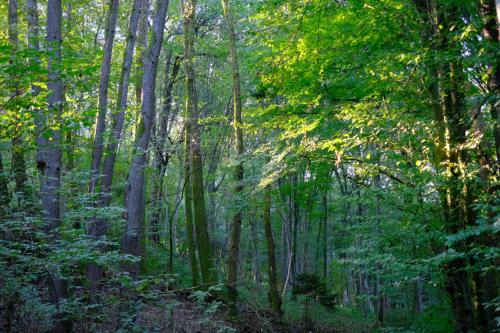 a forest filled with trees and lush green foliage at baumhaus buchengrün in Dobl-Zwaring