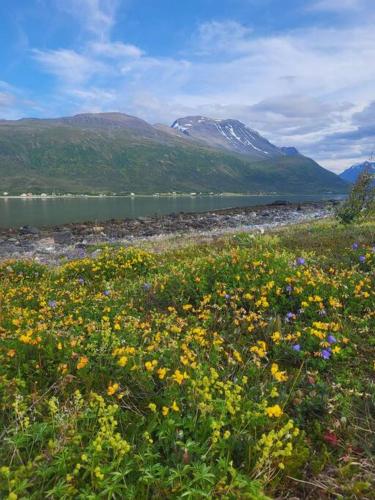 a field of flowers in front of a body of water at Idyllisk hus med sauna og jacuzzi, Lyngen in Nord-Lenangen