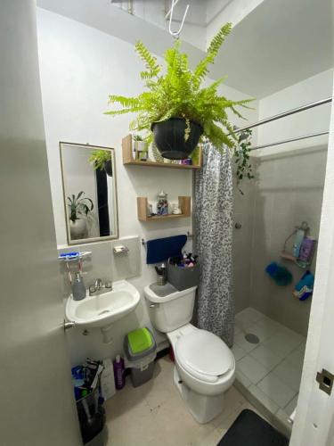 阿瓜斯卡連特斯的住宿－Casa para descanso，一间带卫生间、水槽和植物的浴室