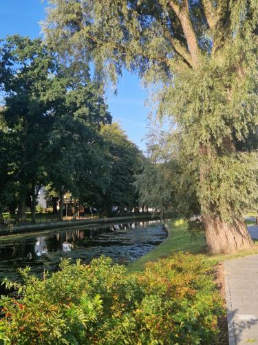 a river in a park with a tree and water at Nowodworski in Nowy Dwór Gdański