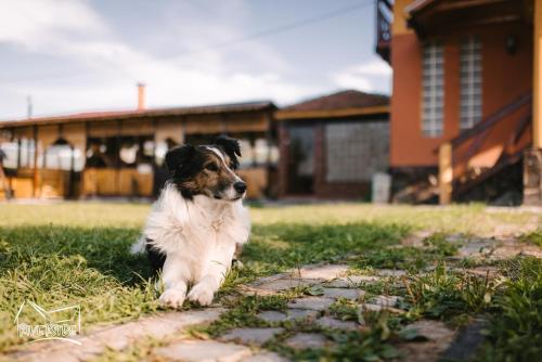 a dog sitting in the grass in a yard at Riverside • cabine in Gălăuţaş