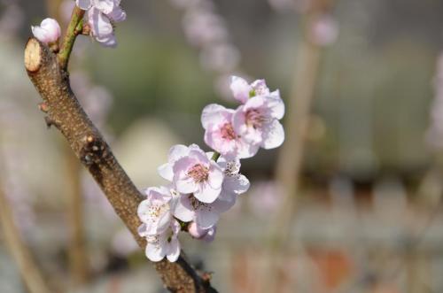 une branche d'un arbre à fleurs roses dans l'établissement Hotel des Alpes Dalpe, à Dalpe