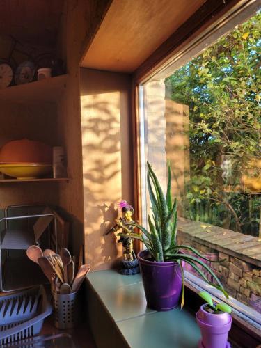 a plant sitting on a counter next to a window at Purple Papillon in Heuvelland