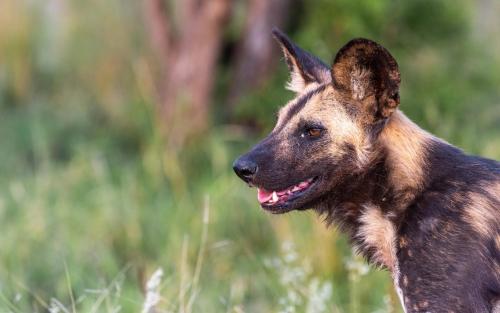 a brown and black dog standing in a field at Tomo Safari Lodge in Hoedspruit