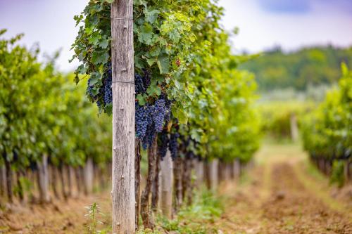 a bunch of grapes hanging from a pole in a vineyard at Villa Allegra in Vižinada