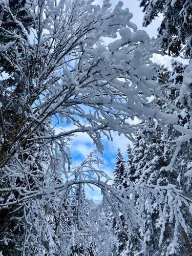 a tree covered in snow with the sky in the background at Apartment 3 Tannen in Russbach am Pass Gschütt