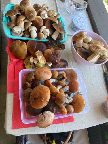 アパートメントの敷地内または近くでの食事または食べ物