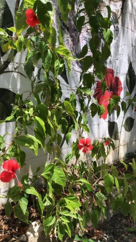 Zahrada ubytování Casona La Carolina
