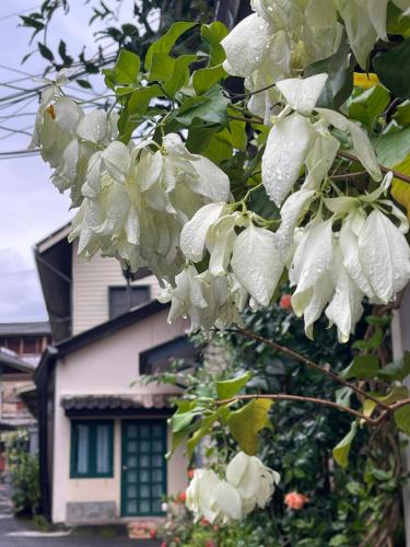 a tree with white flowers in front of a house at Rynn in Trat