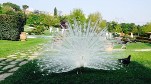a peacock fountain in the grass in a park at Agriturismo La Casa Di Rodo in Quarrata