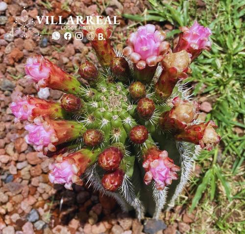 a close up of a cactus with pink flowers at Villarreal Lodge Hotel Ecológico in Totolapan