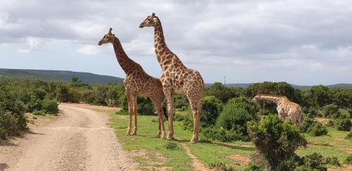 three giraffes standing on the side of a dirt road at Valley Bushveld Country Lodge in Addo