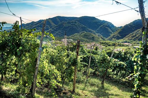 a vineyard with mountains in the background at Ca'Lisel in Valdobbiadene