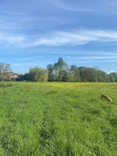 a dog laying in a field of green grass at Elmcroft, Large House with Shepherds Hut in Gillingham