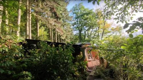 une maison au milieu d'une forêt d'arbres dans l'établissement WaldPhantasia - Nationalpark Eifel - Jakuzzi mit Fernblick - Steilhang - Naturlage, à Nideggen