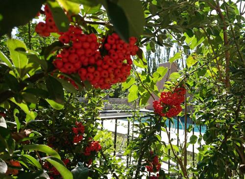 Une bande de baies rouges suspendues à un arbre dans l'établissement Lodges & Nature - 47, à Avignon