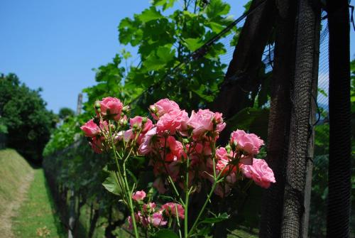 a bunch of pink flowers next to a fence at Continental Parkhotel in Lugano