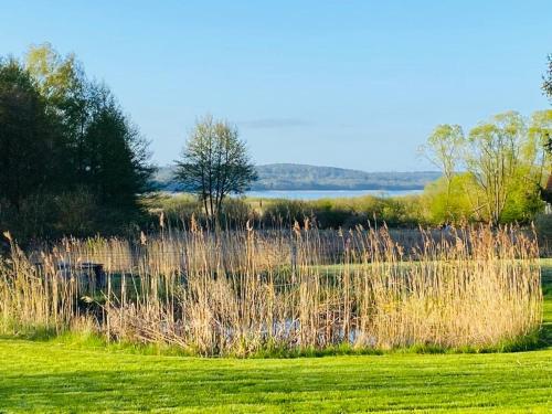 a field with tall grass and a body of water at Ferienoase Eisvogel in Malchin