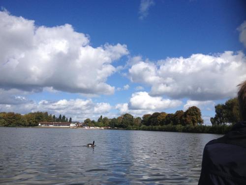 a duck swimming in the water on a lake at Elbe Ferienwohnung Glückstadt in Glückstadt