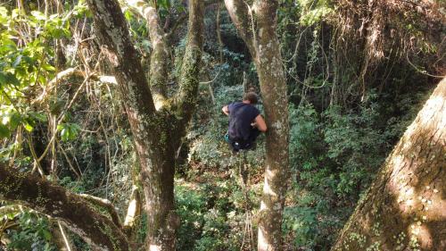 a man climbing up a tree in a forest at Rio Escondido in Minca
