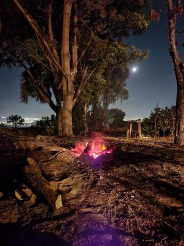 a person laying on the ground next to a tree at Bed & Bread in Chorazim