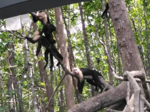 別荘の敷地内または近くにいる動物