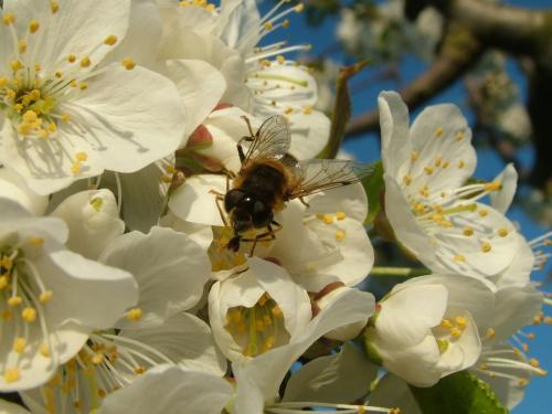 a bee is sitting on a white flower at Chalet Doyenne 6 pers. in Hengstdijk