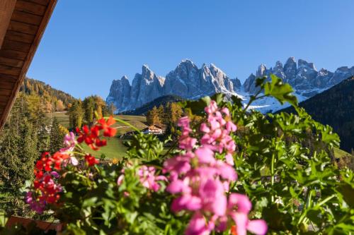 a bunch of pink flowers with mountains in the background at Hotel Tyrol in Funes