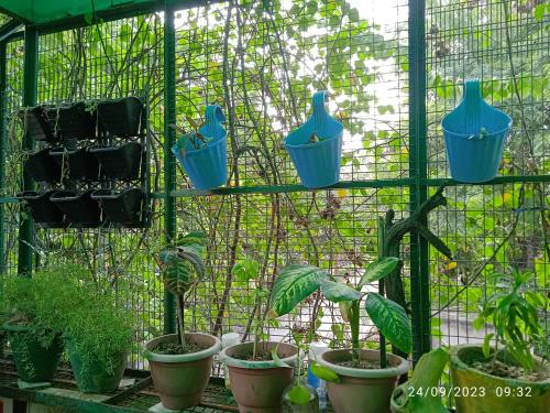 a group of potted plants in a greenhouse at Max Guest House in Agra