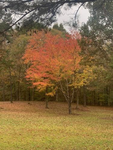 een boom met rode en oranje bladeren in een veld bij Old Southern Manor Nestled in the Forest 
