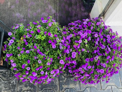 a bunch of purple flowers in a pot at Thuring's Holiday Bungalow in Nuwara Eliya