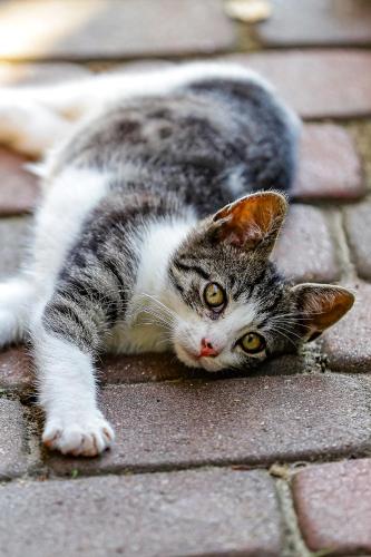 a gray and white cat laying on a brick sidewalk at Bednarzówka in Nowy Tomyśl