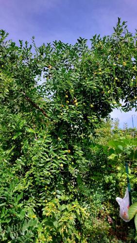 a tree with a bunch of fruits on it at Relax Camping in Gjirokastër