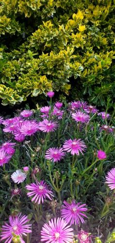 a bunch of purple flowers in a garden at Уютный Дворик Чолпон-Ата in Cholpon-Ata