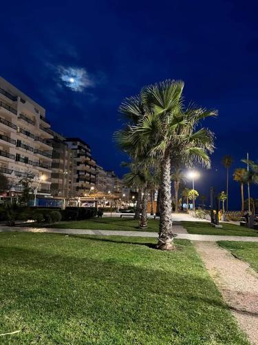 a palm tree in a park at night at Hostel Supremo in Armação de Pêra