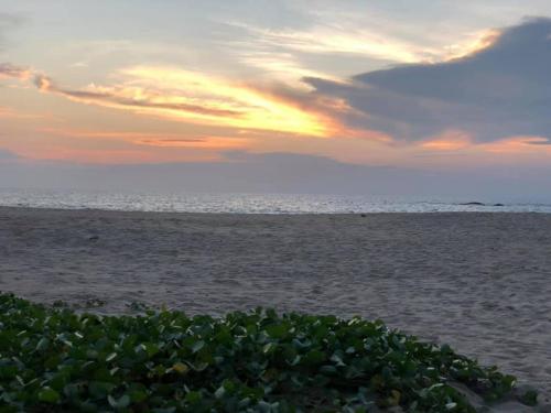 a sunset on the beach with a bush in the foreground at Sea Crest Beach Villa in Ambalangoda