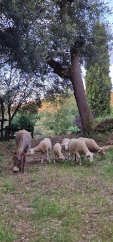 a herd of sheep grazing in a field with a tree at El Racó dels Mussols 2 in Adri