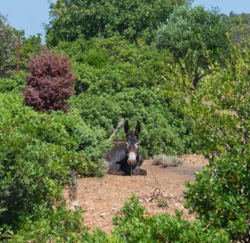 Άλλα ζώα σε αυτό το διαμέρισμα ή στη γύρω περιοχή