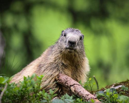 a porcupine sitting on a branch in the grass at Chalet Les Erines in Châtel