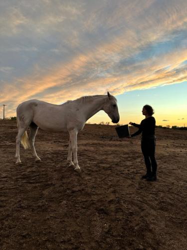 une femme debout à côté d'un cheval blanc dans un champ dans l'établissement Herdade Do Charito, à Elvas