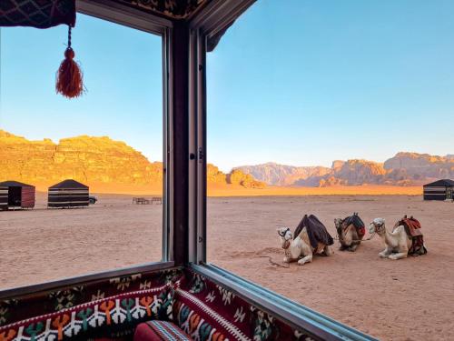 Star City Camp wadirum في وادي رم: مجموعة من الحيوانات جالسة في الصحراء وتطل على نافذة