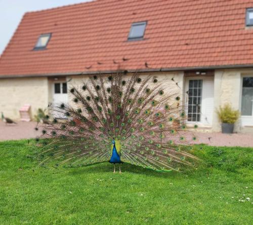 a peacock standing in the grass in front of a house at La Ferme de Frévan in Sarceaux