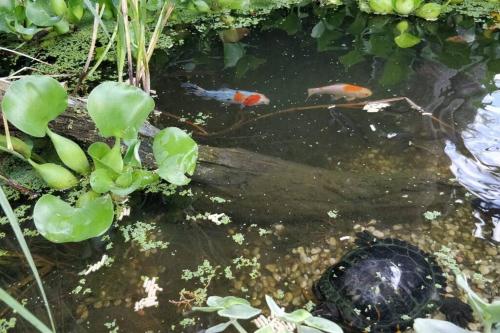 a couple of fishes in a pond at Casa Jasmim in Algueirão - Mem Martins