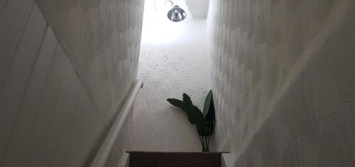 a plant in a pot on a wall with a light at Adorable Double Room in Middlesbrough