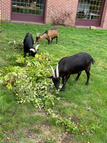 three goats grazing in the grass in a yard at La ferme du paradis in Merris