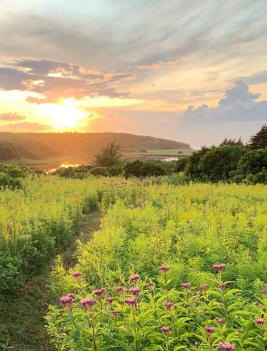 a field of flowers with the sunset in the background at Colindale Beach Villas in Port Hood