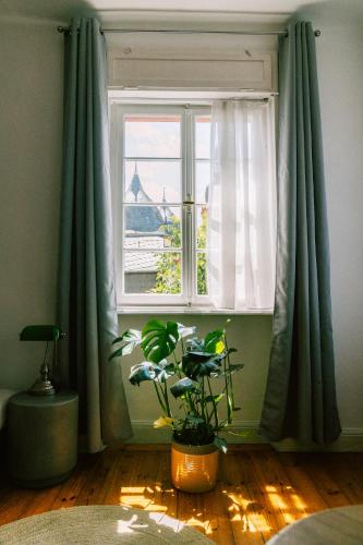 a window with a plant in front of it at Haus Till E in Zell an der Mosel