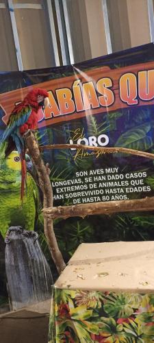papuga siedząca na drzewie w grze planszowej w obiekcie Hostal doña marta w mieście Valdivia