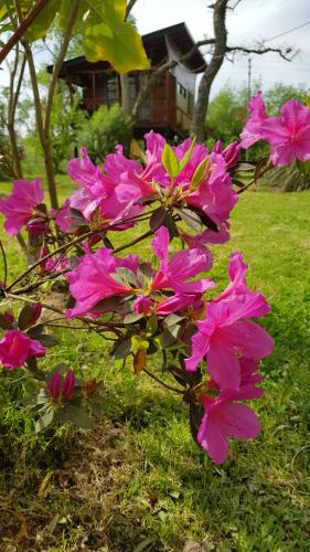 a bush of pink flowers in front of a house at Krasia May in Tigre