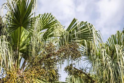 a palm tree with lots of fruits on it at Bay-Ja Vu in Sarasota